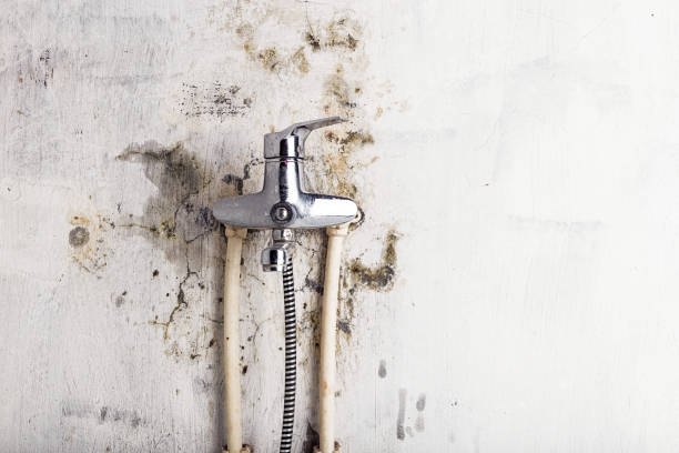 Home Mold Removal in Walnut Grove, CA