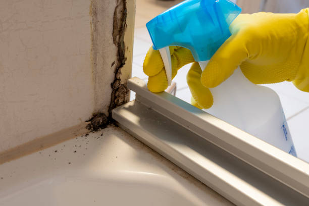 Best Professional Mold Removal  in Walnut Grove, CA