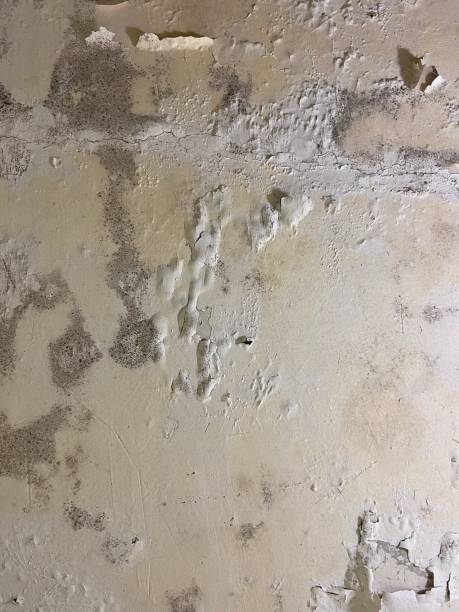 Best Office Mold Removal Services  in Walnut Grove, CA