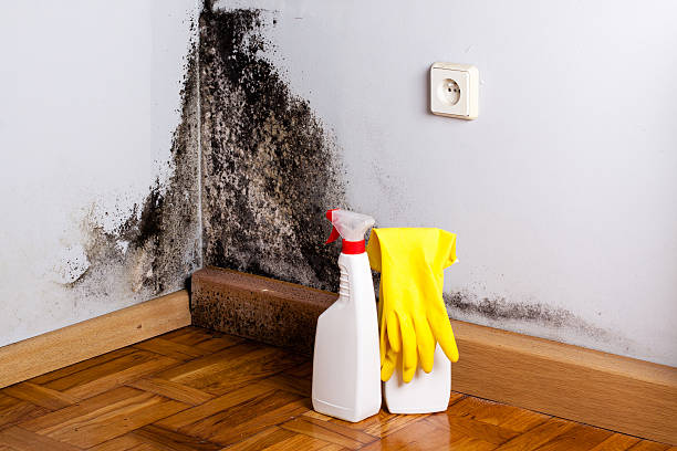 Mold Testing and Removal in Walnut Grove, CA