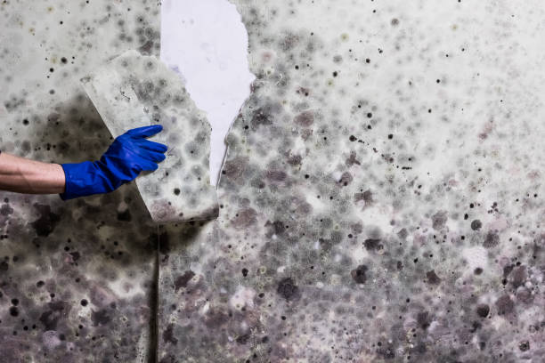 Best Certified Mold Removal  in Walnut Grove, CA